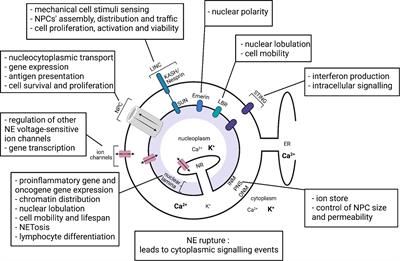 The Nuclear Envelope as a Regulator of Immune Cell Function